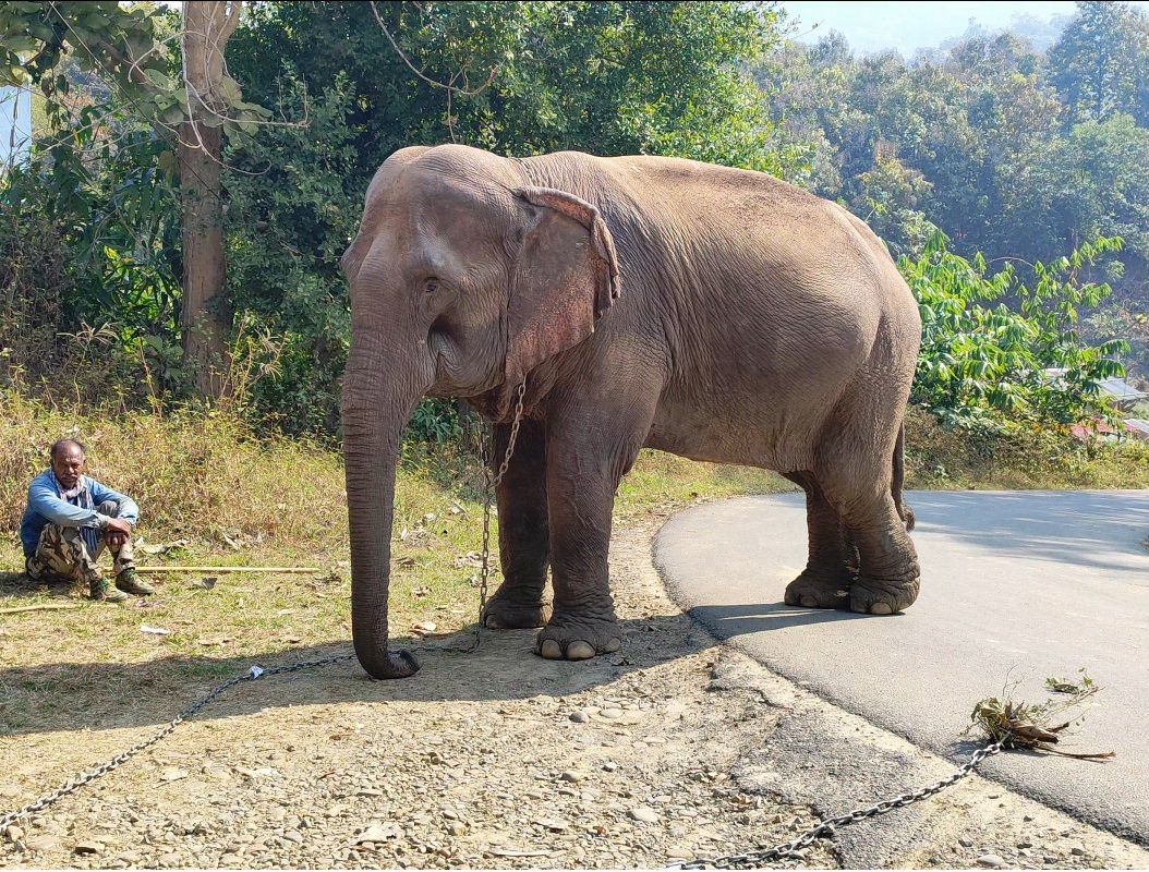an-elephant-in-the-village-chumoukedima-wakes-up-to-jumbo-on-its-streets