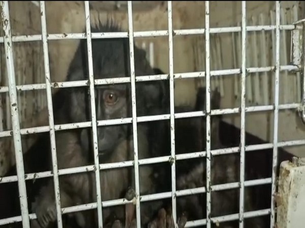 Assam forest officials recover 13 exotic animals in Cachar district