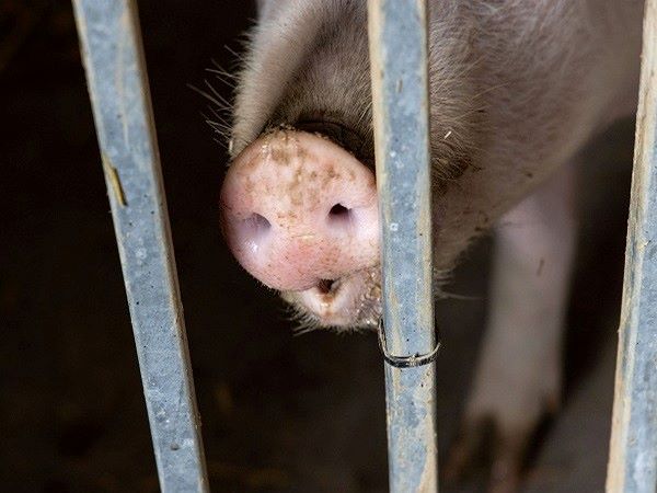 african-swine-fever-tripura-govt-to-order-mass-culling-of-pigs-in-sepahijala-farm