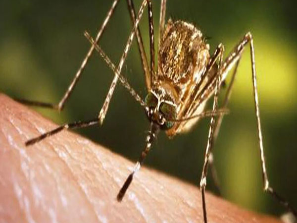 japanese-encephalitis-claims-3-more-lives-in-assam-death-toll-reaches-35