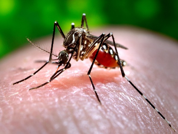 dengue-cases-likely-to-rise-in-delhi-next-week-amid-downpour