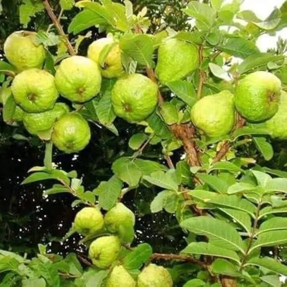 ED raids 26 places in Punjab in guava orchard compensation scam