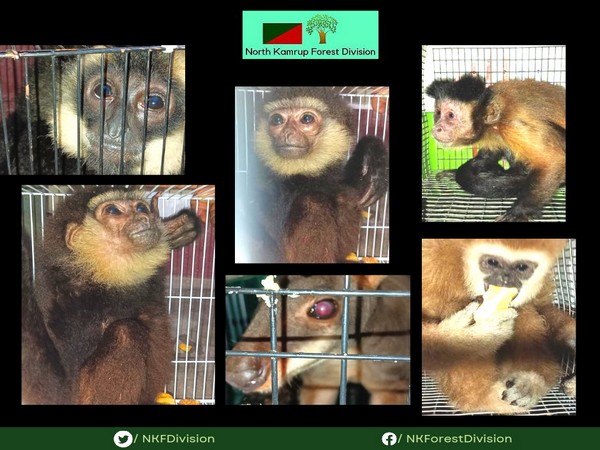 assam-forest-officials-rescue-exotic-monkeys-wallaby