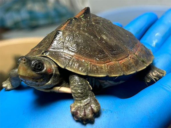dri-rescues-679-live-baby-turtles-in-two-operations-in-uttar-pradesh