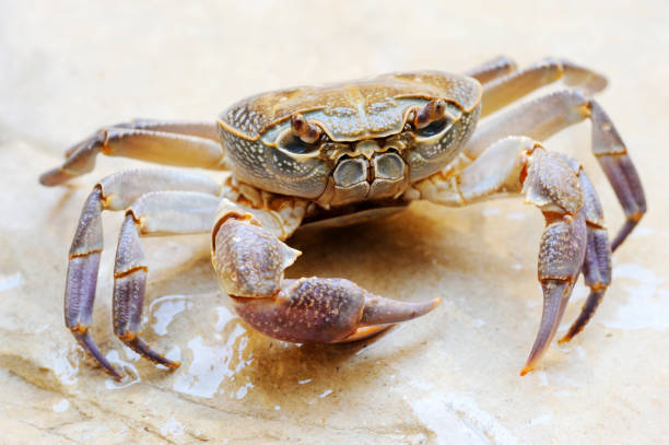 rare-freshwater-crabs-found-in-israel
