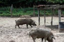 Thailand detects African swine fever infection at slaughterhouse