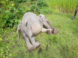 Carcass of wild elephant found in paddy field in Assam