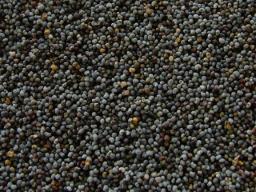 Mizoram: 5,400 kg of poppy seeds seized in joint operation, 2 arrested