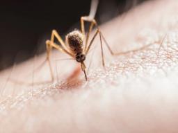 WHO launches new initiative to stop spread of invasive malaria vector in Africa