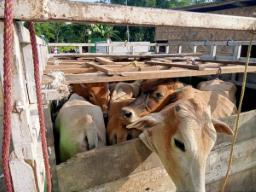 Four held for cattle smuggling in Assam