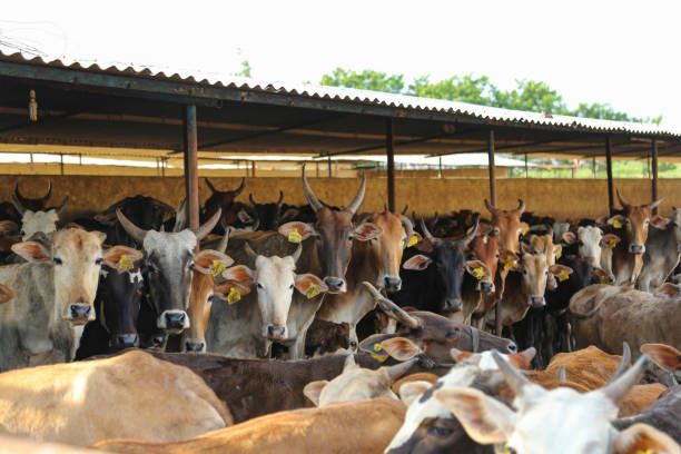 UP CM Yogi Adityanath bats for cow shelter self-reliance, fodder banks