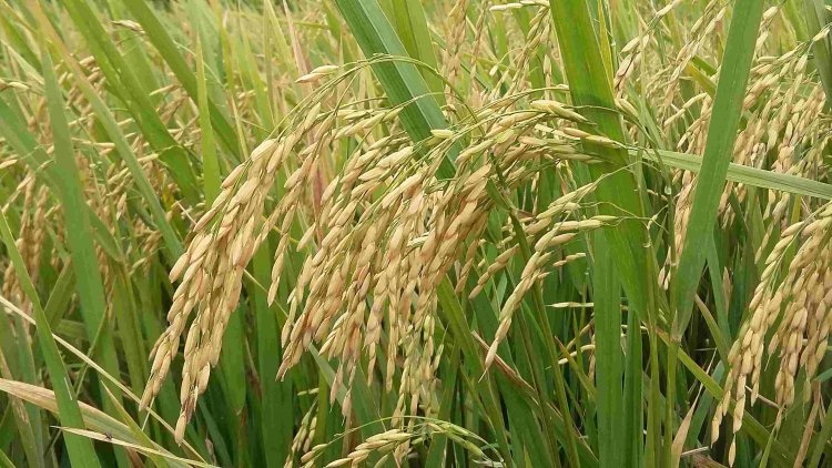 Haryana CM Saini releases INR 52.14 crore compensation for Rabi 2025 crop losses  