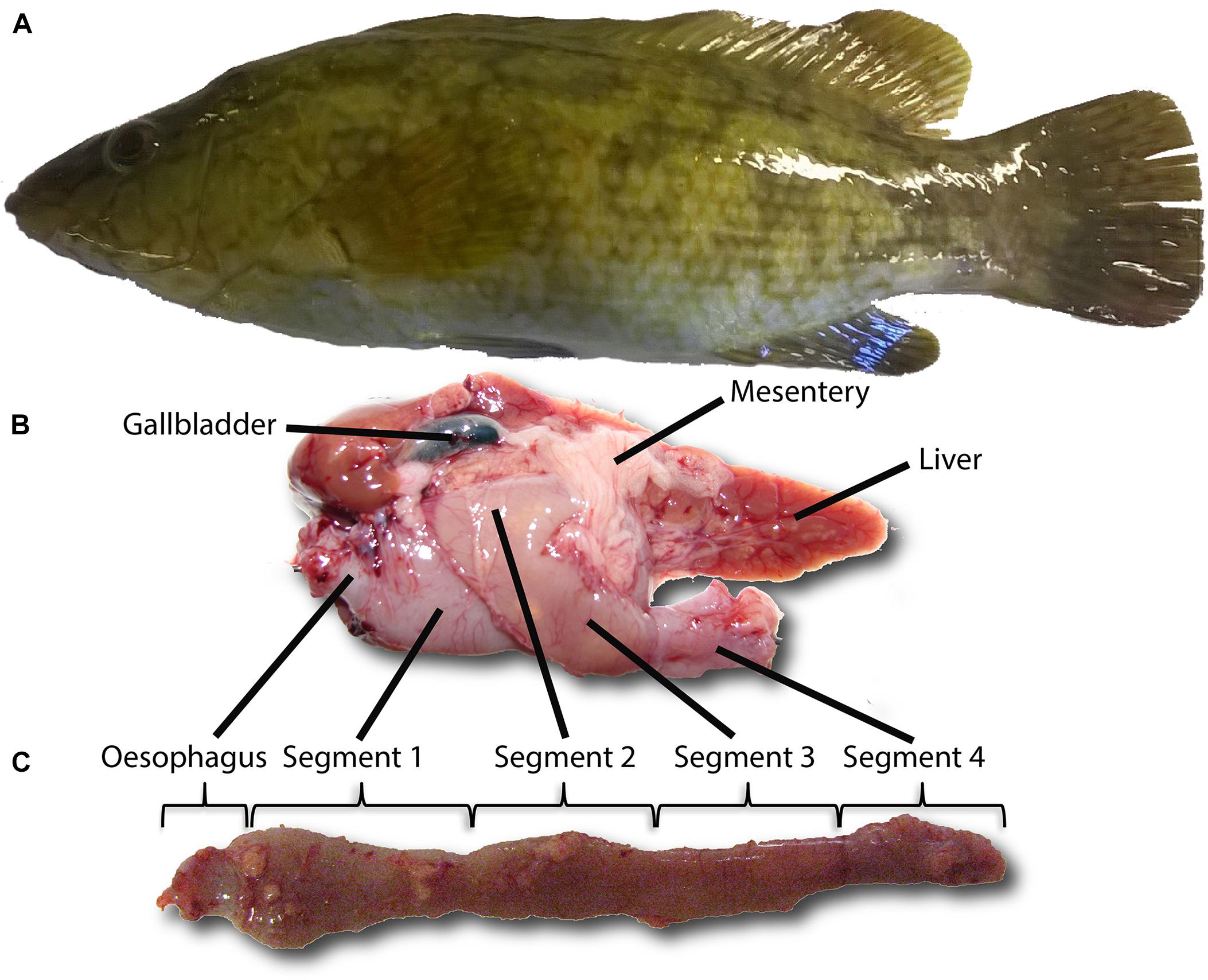 Man hospitalised after unknowingly consuming fish gallbladder