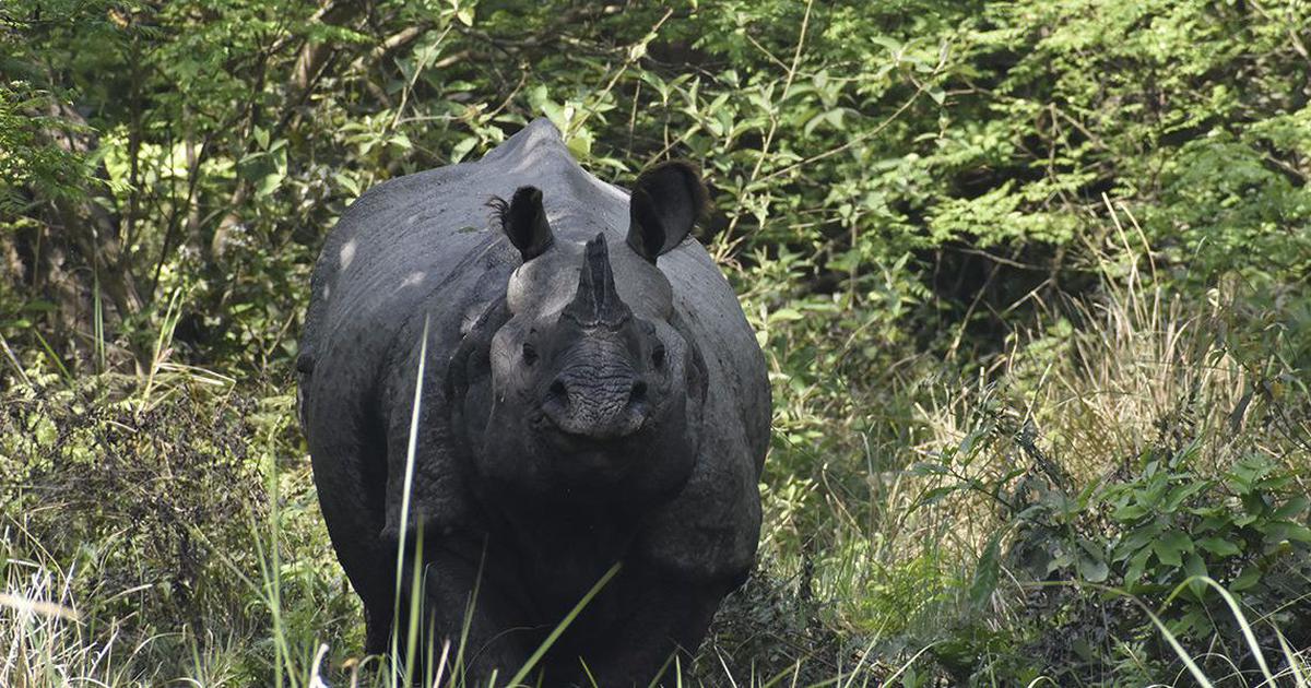 Uttar Pradesh: Forest and Wildlife Department launches plan to preserve natural habitats of rhinos and other endangered wildlife species