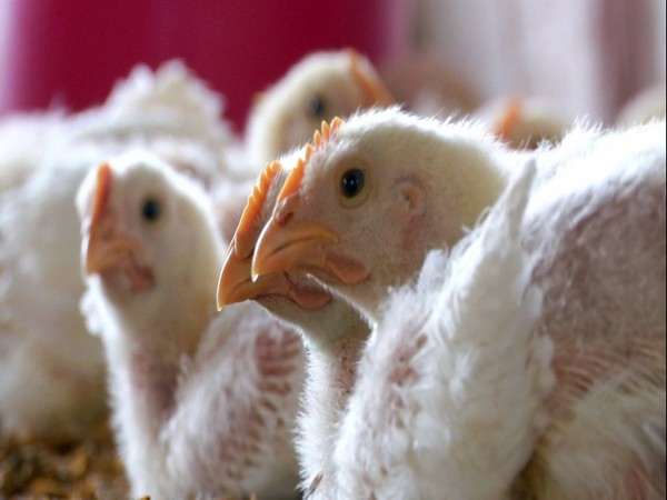 Bird flu outbreak in Andhra