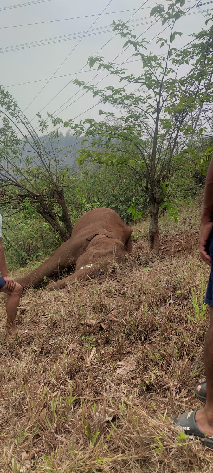 elephant-found-dead-suspected-o-have-been-electrocuted