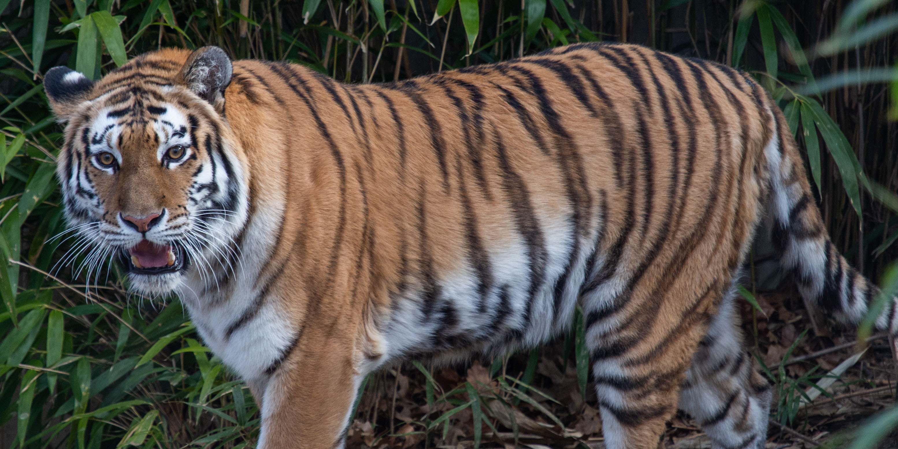 55-year-old tapping worker dies in Kerala after being attacked by tiger