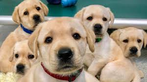 breakthrough-as-dogs-sniff-out-cancer-before-symptoms-even-appear