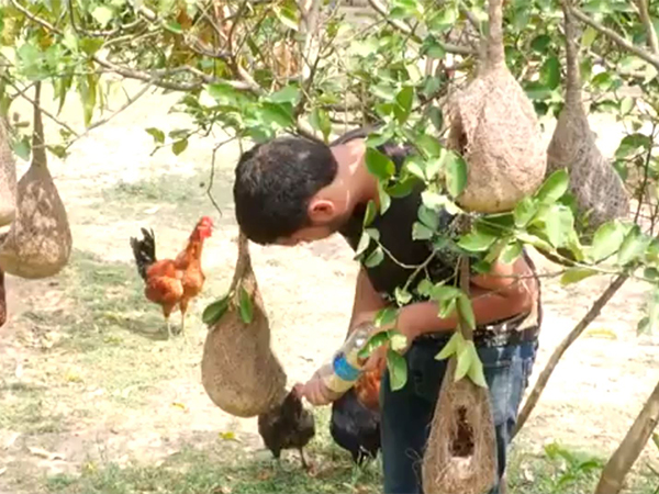 18-year-old creates 150 bird nests to save sparrows