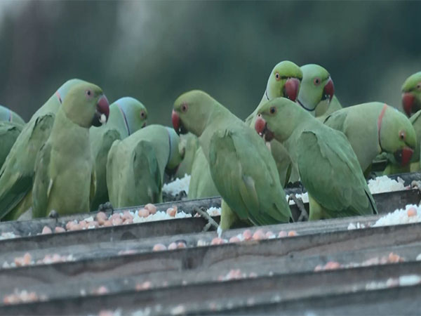 chennai-couple-turns-terrace-into-bird-haven-for-15-years