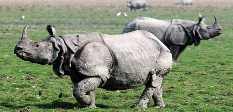 Assam: Anti-rhino poaching strategies discussed at 2nd task force meeting in Kaziranga