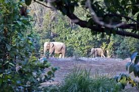 Elephants cause havoc in Chhattisgarh
