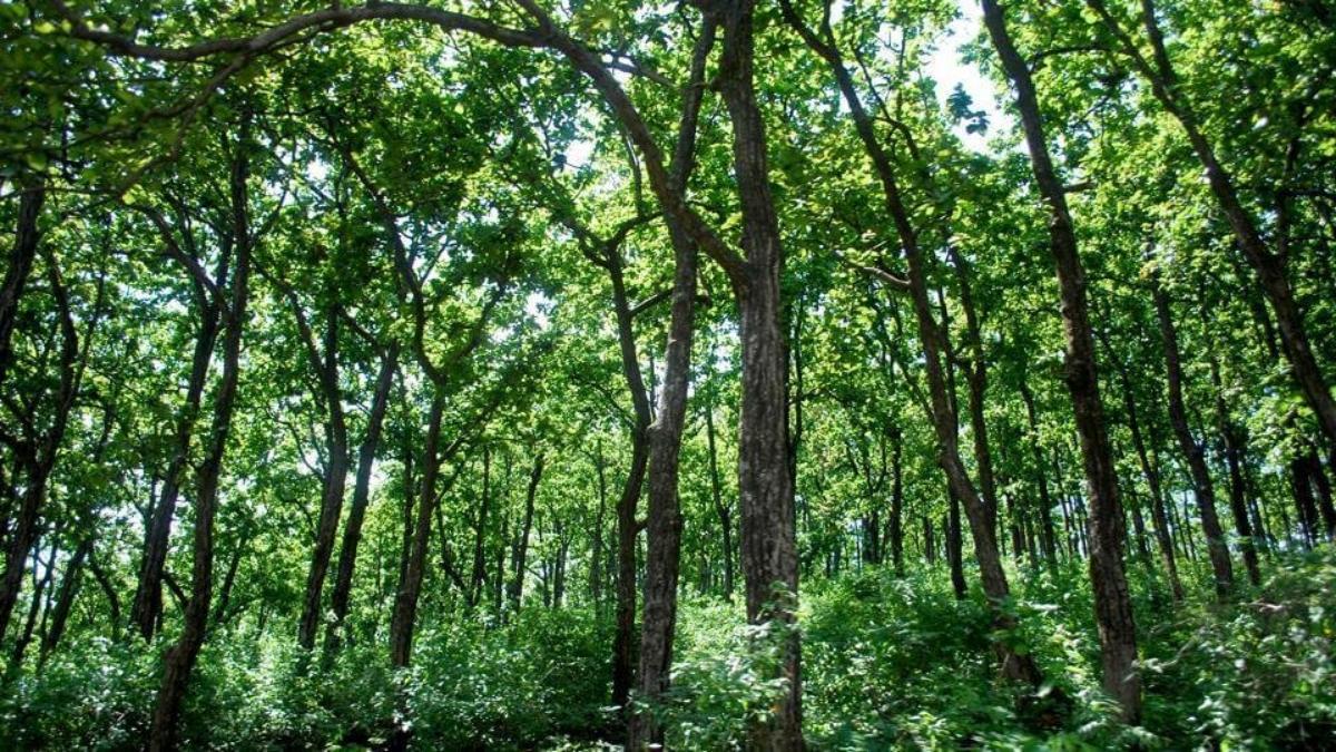 Tripura forest Minister proposes for formation of intelligence unit