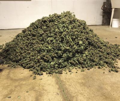 Odisha Police seize over 10,000 kg of marijuana in Kandhamal, one arrested