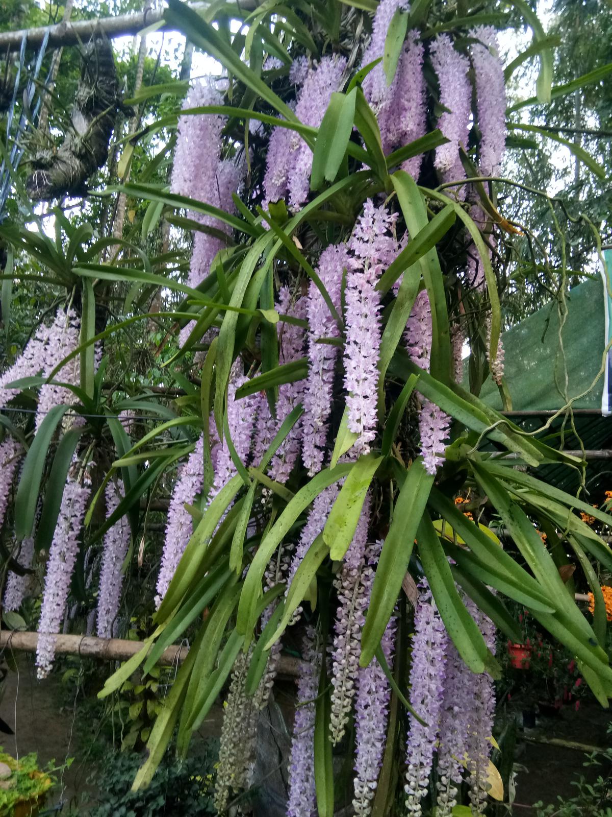assam-mans-orchid-garden-in-jorhat-blooms-with-9000-kopou-phool-cultural-and-conservation-marvel