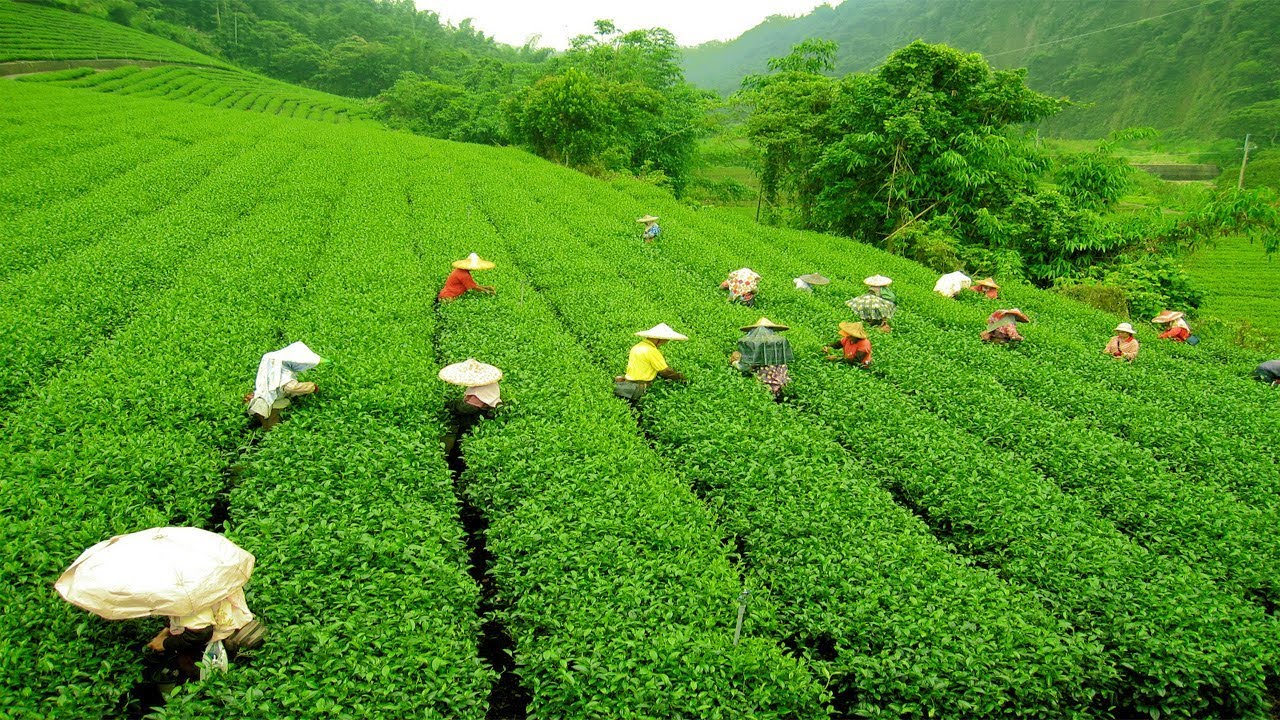 guwahati-tea-auction-centre-sets-new-record-sells-tea-worth-inr-3850-crore-in-fy-2024–25