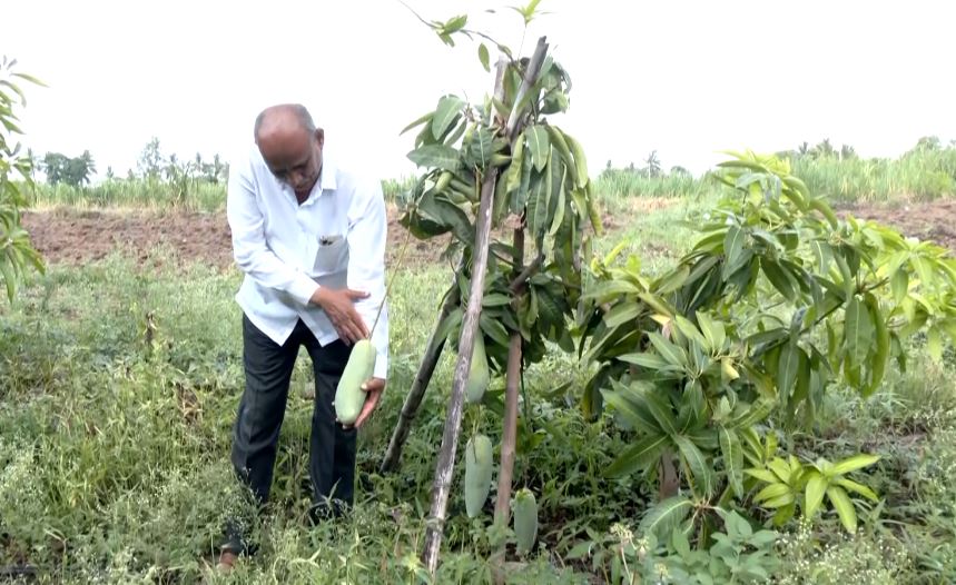 Pune farmer cultivates rare international mango varieties, including Japan