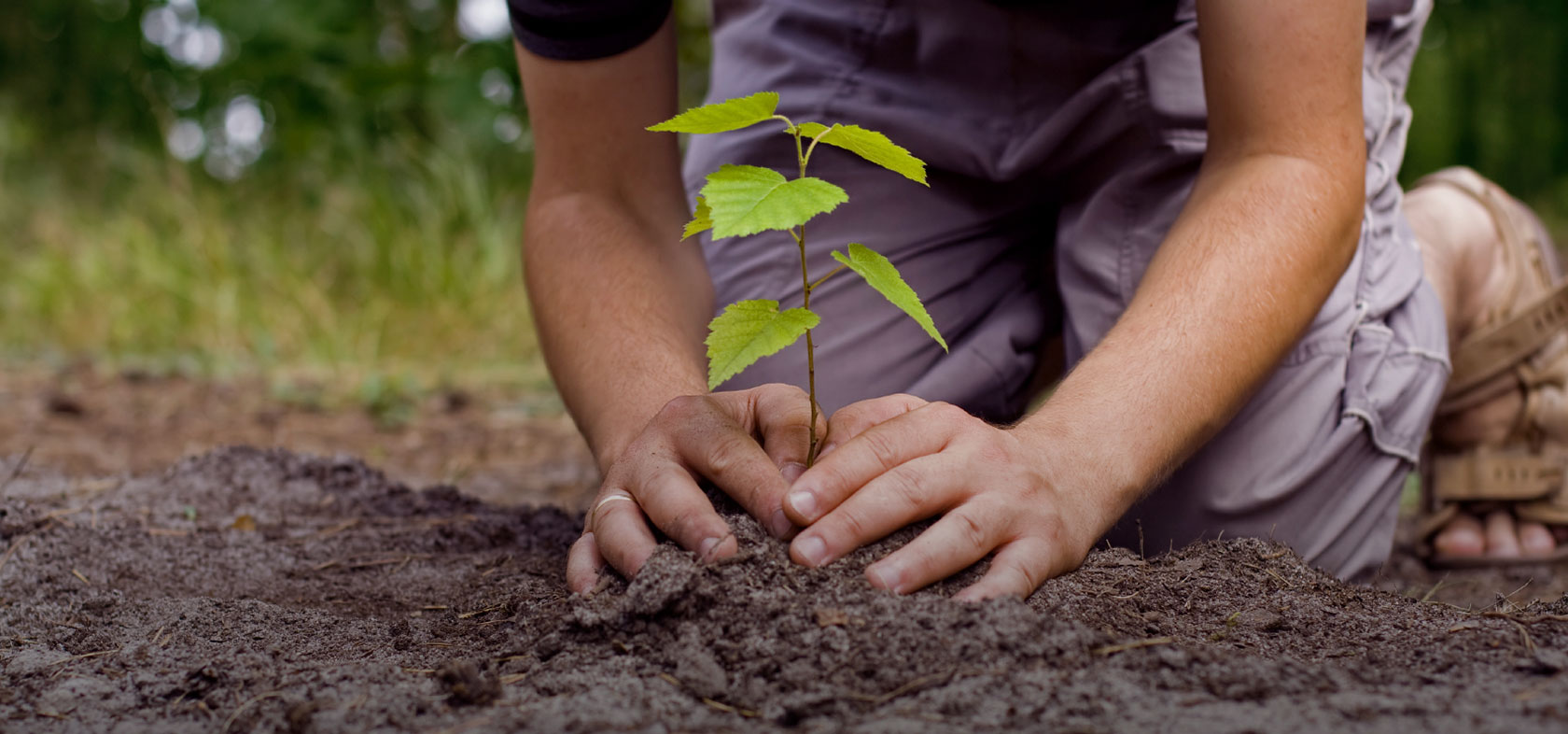 uttar-pradesh-government-to-plant-52-crore-saplings-this-year-cm-yogi-adityanath