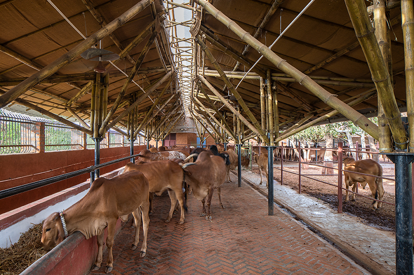 Haryana CM announces Rs 88.5 crore grant for cow shelters across state