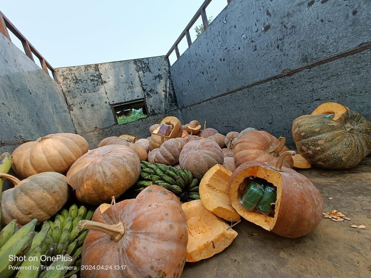 brown-sugar-worth-35-crore-concealed-inside-pumpkins-seized-in-jiribam