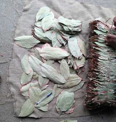 ifs-officer-arrested-for-rs-7-crore-tendu-leaf-bonus-scam-in-chhattisgarhs-sukma