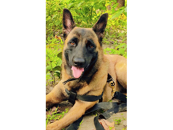 canine-warrior-rolo-played-significant-role-in-saving-troops-from-ieds-says-handler