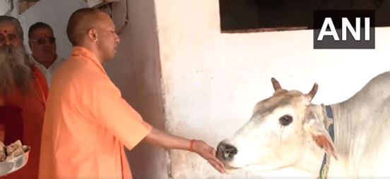 up-cm-yogi-offers-prayers-at-pateshwari-devi-temple-feeds-cows-at-gaushala-in-balrampur
