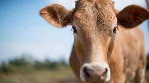 Locals attack shopkeeper over alleged cow meat sale, meat sent for forensic test