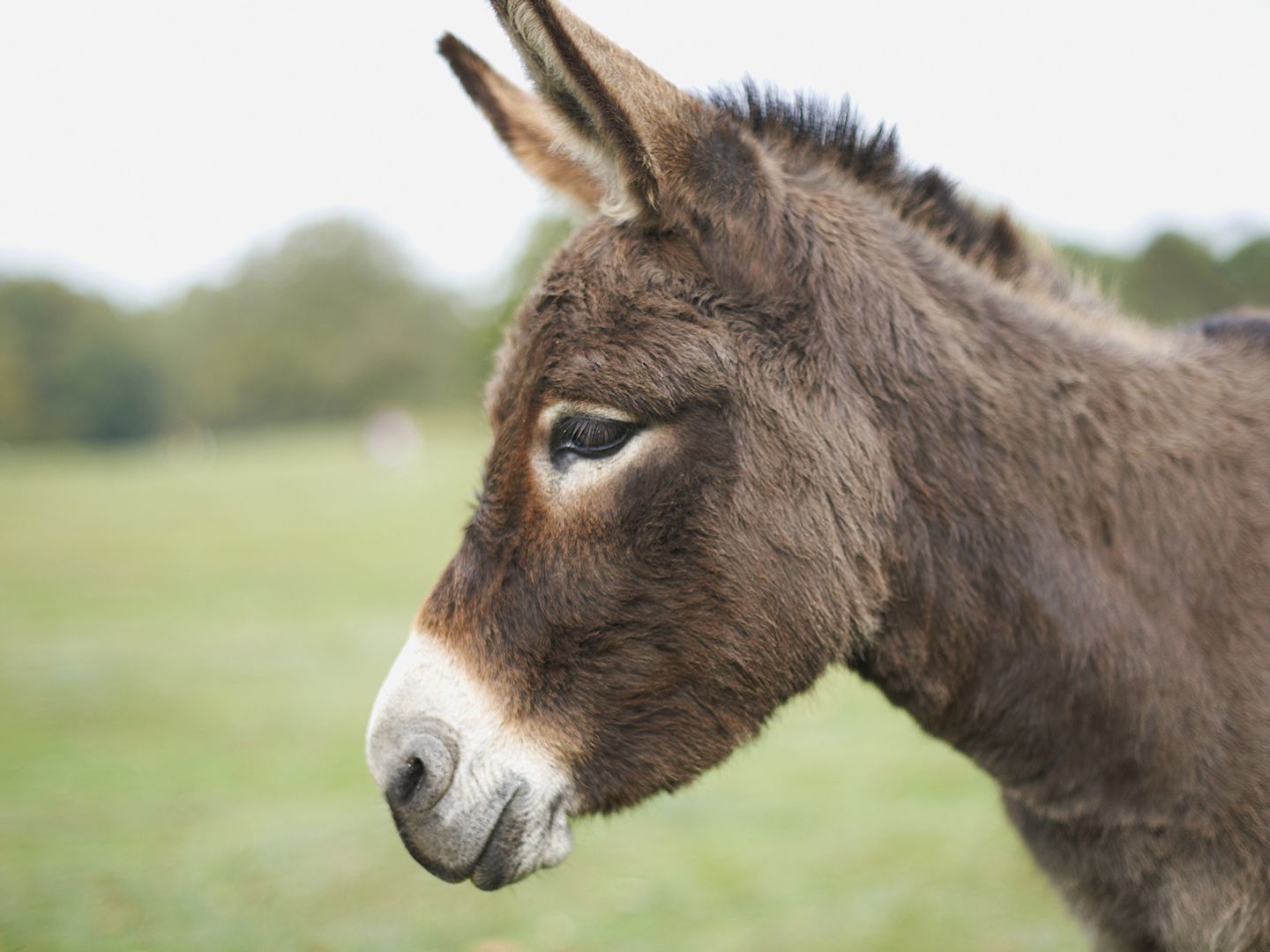 Pakistan: 1,000 kg of unhygienic donkey meat seized in Islamabad