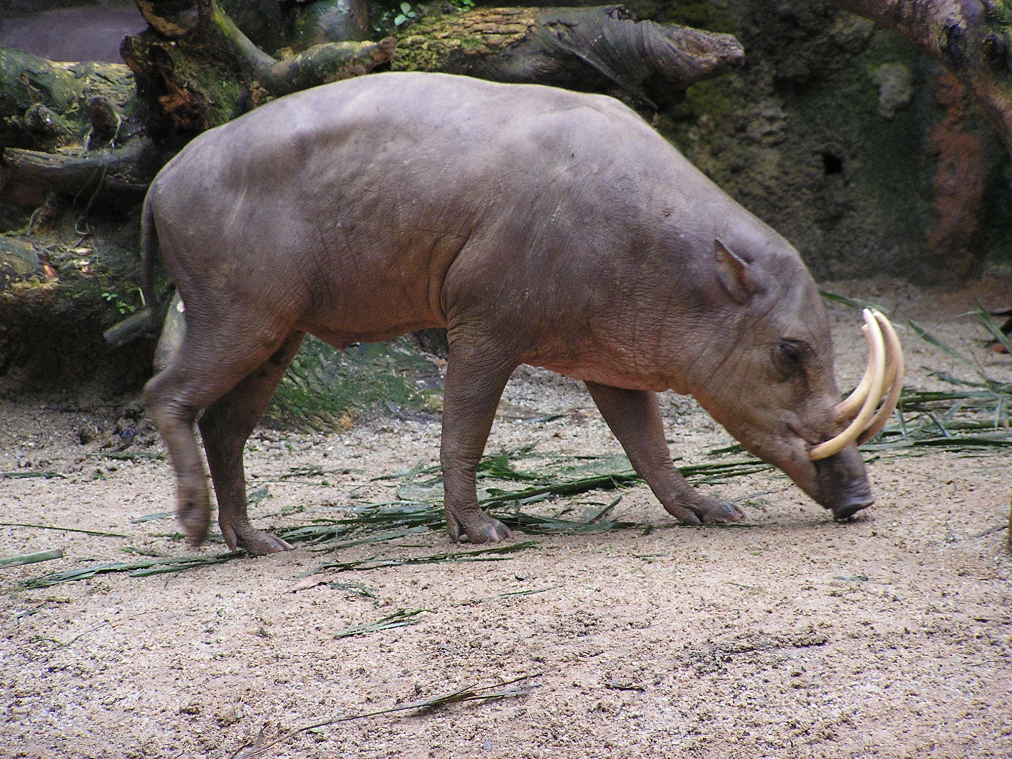 indonesian-wildlife-including-babirusa-lory-seized-in-assam’s-hailakandi  