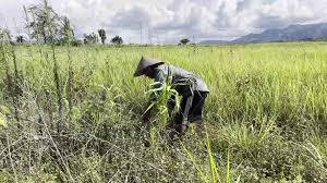 Ethnic conflict leaves farmlands abandoned in Manipur, threatens livelihoods and food security