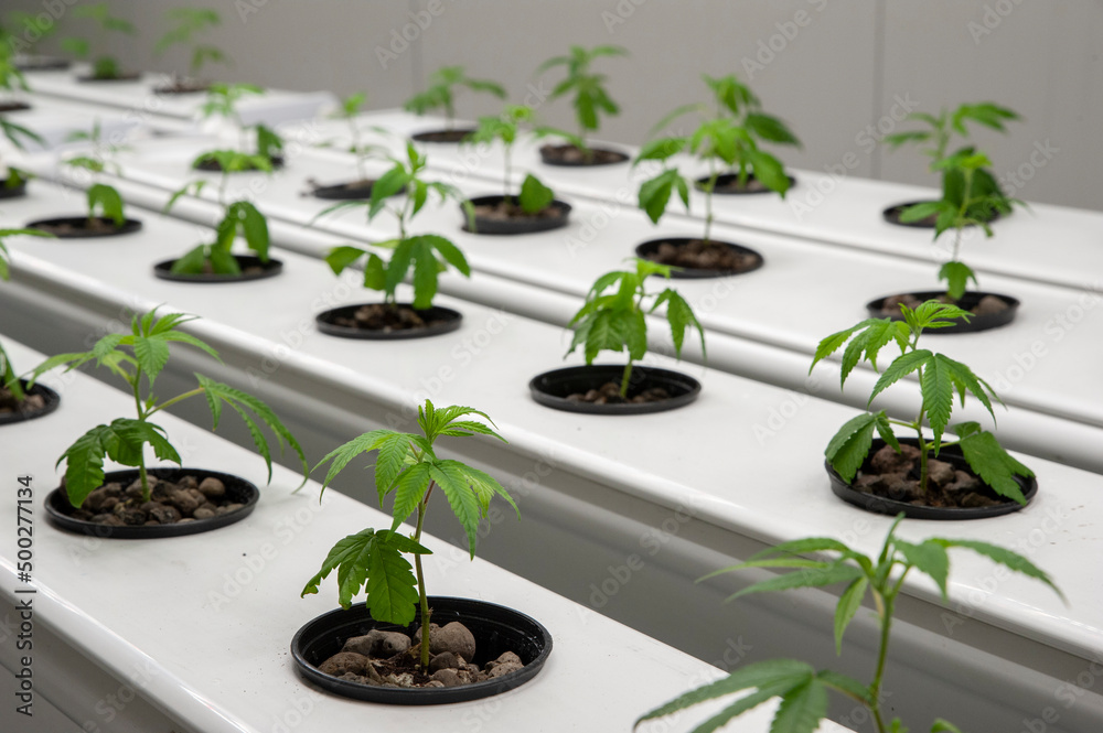 Mumbai Customs seizes INR 8 crore worth of hydroponic weed at CSMI Airport; 4 passengers arrested