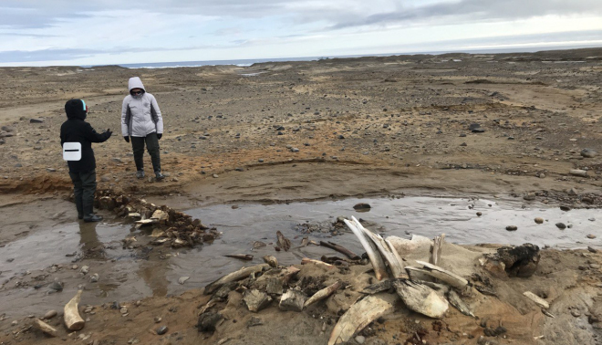 Ancient whale skeletons unearthed by Russian scientists as Arctic glacier retreats