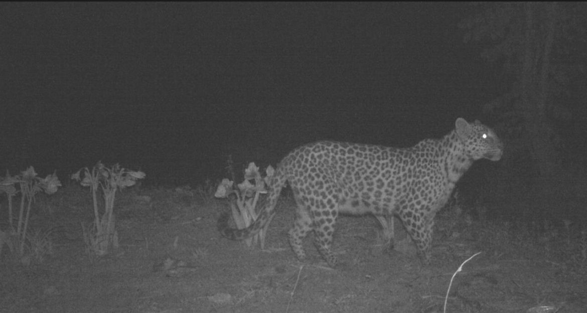 leopard-sighted-in-wokha’s-chudi-village-big-cat-recorded-on-camera