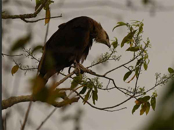 endangered-eagle-from-mongolia-returns-to-assams-kaziranga-to-breed-5th-year-in-a-row
