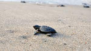 Tamil Nadu witnesses record 2.29 lakh olive ridley turtle hatchlings this season