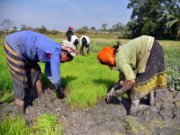 UP government purchasing maize from farmers at MSP for first time in history