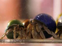 Japan: Three Chinese men arrested for smuggling protected hermit crabs into suitcases