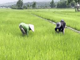 Lost harvests of Manipur