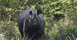 Uttar Pradesh: Forest and Wildlife Department launches plan to preserve natural hab..